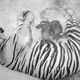 Illustration for article titled Adorable Baby Tigers Will Have Swim Test on Wednesday you can watch them on Tigercam now